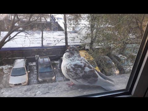 Şchiopuţ versus Pitu. Duelul titanilor. Porumbei/Pigeons