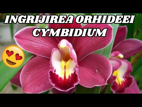 , title : 'Ingrijirea Orhideelor Cymbidium: Udare, Fertilizare, Reinflorire, Replantare'