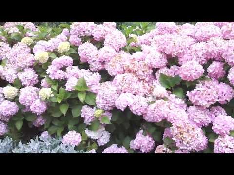 Wow! Wanderful flowers !