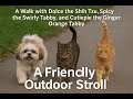 Dolce The Shih Tzu Walks With Her Feral Cat Crew Spicy Cutiepie