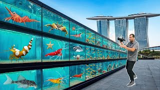 Singapore SHRIMP STORE TOUR! Exotic SHRIMP, CRABS & FISH!