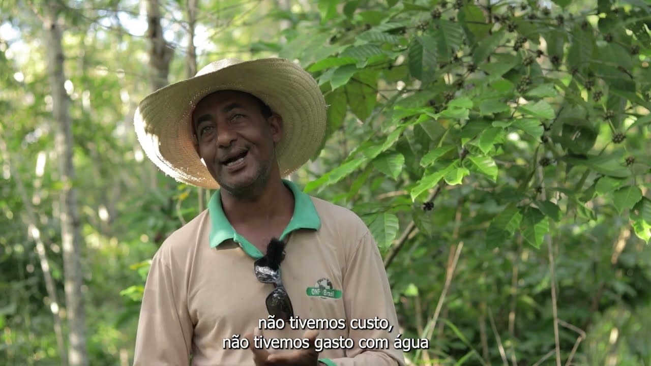 Café Agroflorestal Faz  São Nicolau