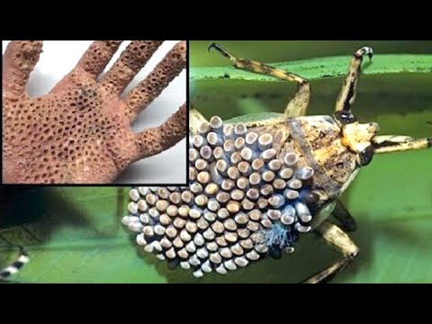 15 Dangerous Animals You Should Never Touch