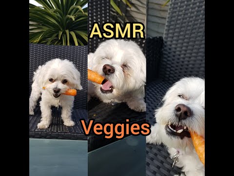 ASMR Dog eats veggies | NEYLASMR
