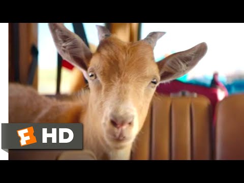 ハーフ・ブラザーズ』（2020年）-ヤギを盗むシーン（2/10）｜Movieclips (Half Brothers (2020) - Stealing a Goat Scene (2/10) | Movieclips)