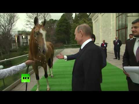 , title : 'Putin gifts Akhal-Teke stallion to the King of Bahrain. Horse Cost like two Royce-Royce cars !!!'