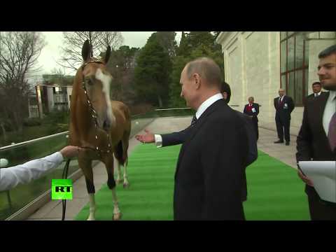 Putin gifts Akhal-Teke stallion to the King of Bahrain. Horse Cost like two Royce-Royce cars !!!