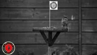 The Starling Army - The Starling Army