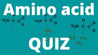 Amino acid QUIZ (How many amino acids can you memorize)