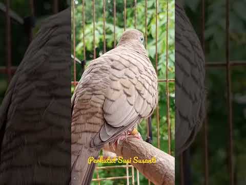perkutut Susi Susanti