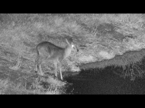 Djuma: Male Common Grey Duiker  - 20:38 - 07/16/18