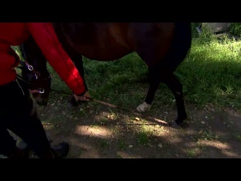 Ali Kabiri försöker få en ponny att sätta sig ner och ta det lite lugnt - Farmen (TV4)