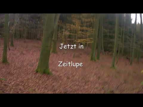 Rotwild wird auf einer Drückjagd erlegt; Achtung, Wild wird erlegt