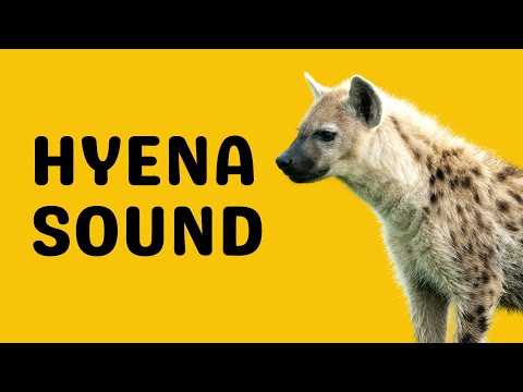 Hyena Sound | Laugh