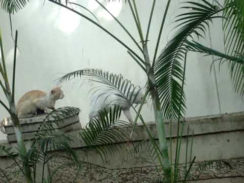 Mutual Catty agreement