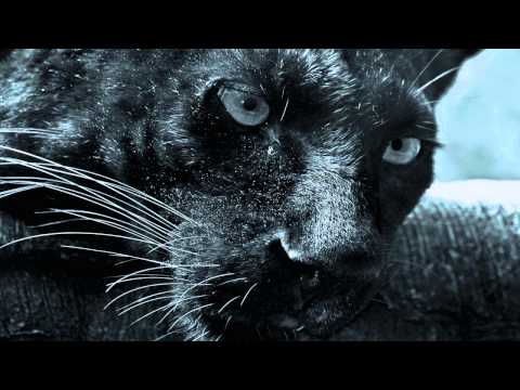 Alex Di Stefano - Black Panther (Original Mix)