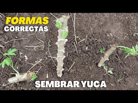 , title : '3 Formas Correctas de Sembrar Yuca 🥔'