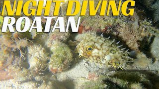 NIGHT Scuba Diving In Roatan - Ep 101