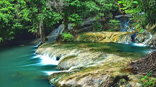 Download lagu 8 Hours of The Best Relaxing Piano - Beautiful Music, Birds Singing, Water Sounds -Sleep, Meditation mp3 Download lagu 8 Hours of The Best Relaxing Piano - Beautiful Music, Birds Singing, Water Sounds -Sleep, Meditation mp3