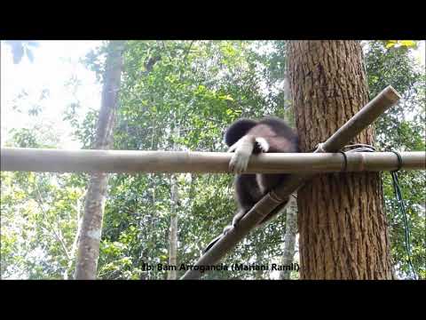 Gibbon Rehabilitation Project Malaysia-Training Time