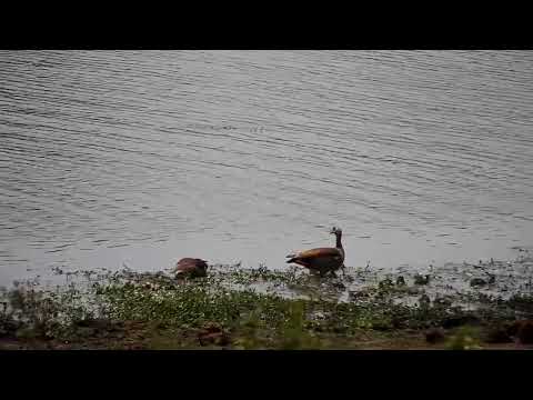Djuma: Egyptian Goose family - 10:48 - 10/12/2022