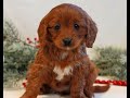 Cavapoo dogs for sale: Brady  - Video 1