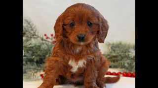 Video preview image #1 Cavapoo (Miniature) Puppy For Sale in LITITZ, PA, USA