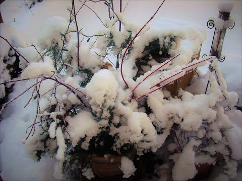 Winter in Canada (Cover) - Frank Apitz