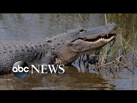 Authorities still searching for woman they believe was killed by an alligator