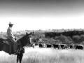 Not Just Another Cowboy 