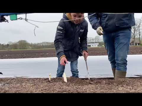 Asperges steken met Thijn