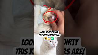 Look at how dirty this kitten's ears are! #KittenCare #EarCleaning #PetCare #shorts