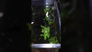 Download lagu Ikan-ikan kecil mp3 Download lagu Ikan-ikan kecil mp3