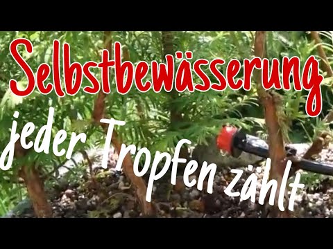 Tröpfchen Selbstbewässerung und Gartenrundgang Pre-Bonsai 2023/20