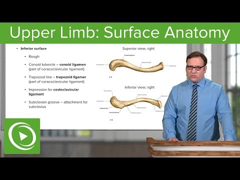 Upper Limb: Surface Anatomy & Osteology – Anatomy | Lecturio