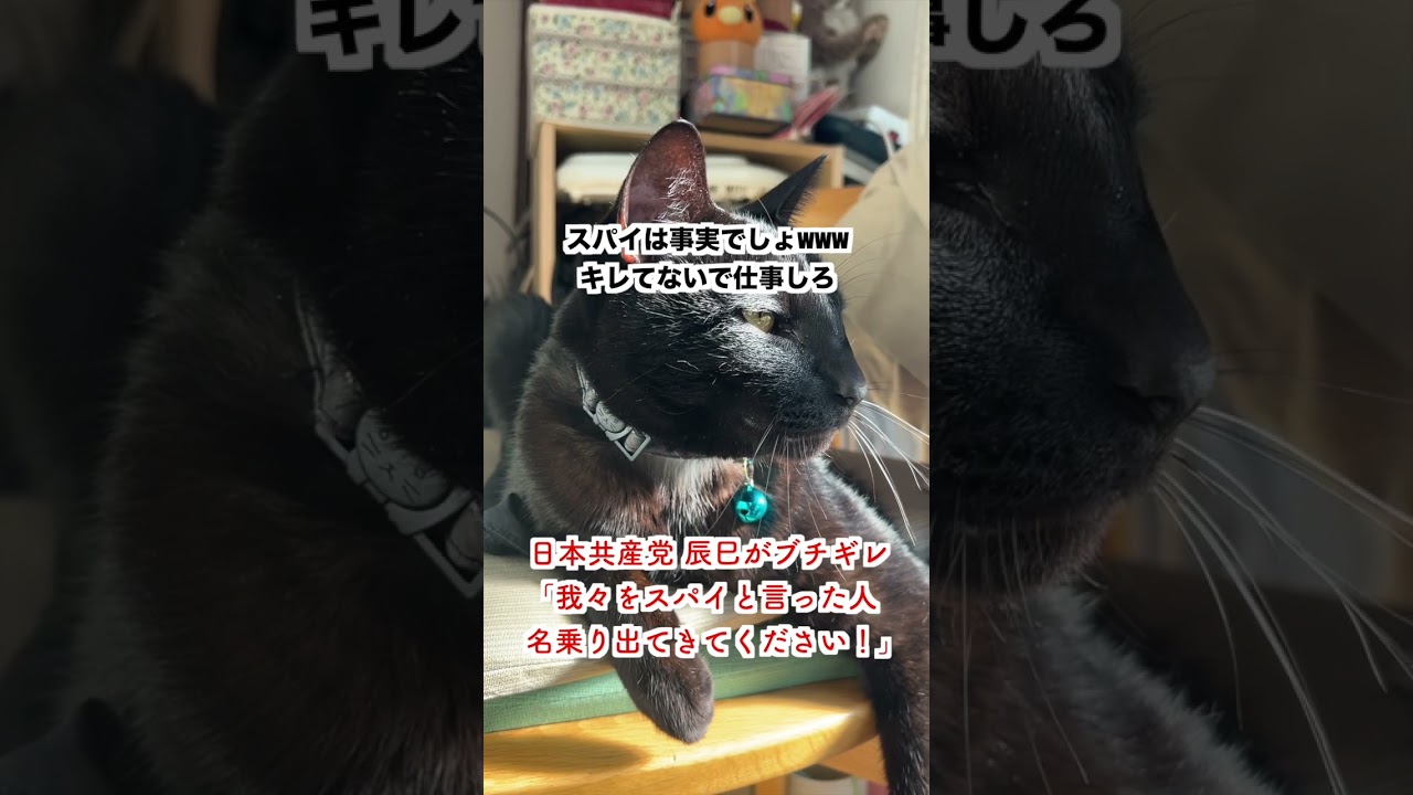 【仕事しろ】日本共産党 辰巳がブチギレ「スパイと言った人は名乗り出ろ」→「事実でしょ」