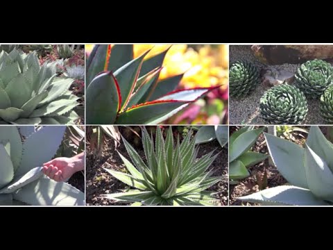 Six Great Agaves for Your Garden, with Kelly Griffin - YouTube