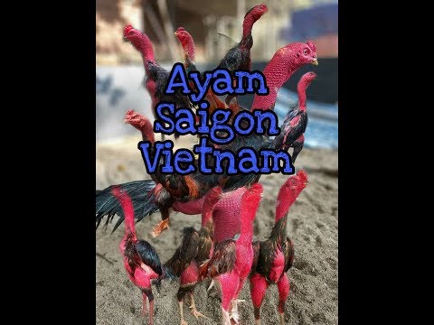 , title : 'Ayam Saigon/ganoi Original Vietnam‼️'