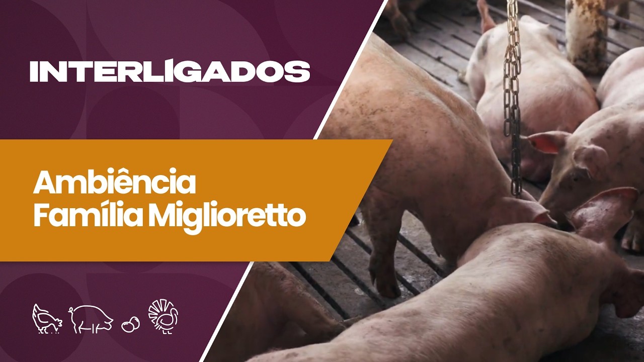 Família transforma suinocultura em negócio de sucesso com 2,6 mil animais | Interligados