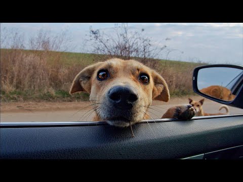 We Were Stopped by Stray Dogs... We Couldn't Drive By Them