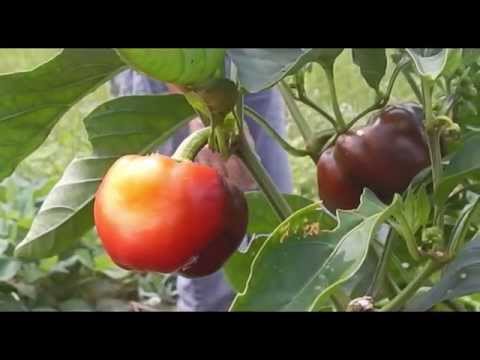 www.youtube.com/watch?v=kNzi_Lr1vM8