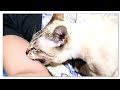 Cat Bites Me When He Wants To Be Petted Licking And Biting While Being Petted