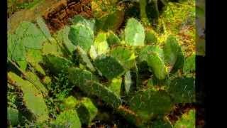 "Farewell, Pretty Saro" (Traditional) June 12, 2014