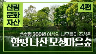 [#산림문화자산] 정자와 숲의 조화! 함평 나산 모정마을숲 