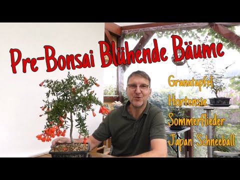Kleine Bäume in Blüte -Freude und Stolz Pre-Bonsai 2023/32