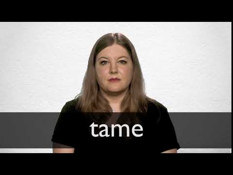 Hindi Translation of “tame” | Collins English-Hindi Dictionary