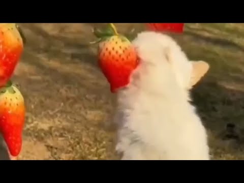 Lil Crazy - Run Like Ricky Freestyle [Official Visualizer]