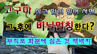 [텃밭농부 1,962]  고구마 잎이 살고 나서 비닐멀칭 하는 방법. 화분심기 배치 방법. #고구마재배