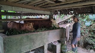 Download lagu DOLAN KANDANG SAPI DI PEGUNUNGAN mp3 Download lagu DOLAN KANDANG SAPI DI PEGUNUNGAN mp3