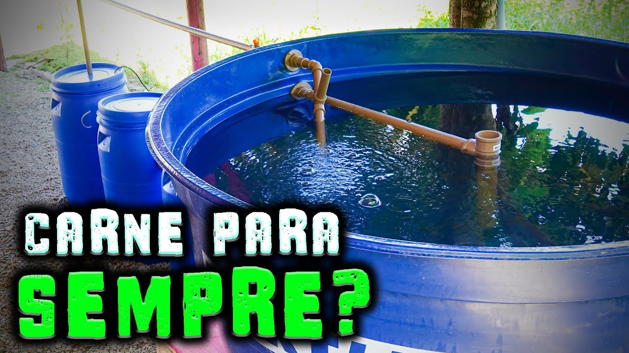 Criação de TILÁPIA em caixa d'água? Vamos fazer juntos! - Chácara SV